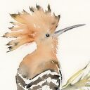 Oryginalna akwarela. Dudek