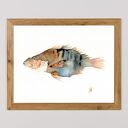 Oryginalna akwarela. Ryba