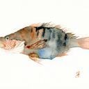 Oryginalna akwarela. Ryba