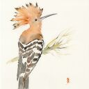 Oryginalna akwarela. Dudek