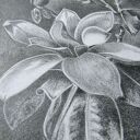Oryginalny rysunek magnolii A4 w grafitach - martwa natura