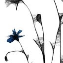 Grafika z ramą - nr 125 - chabry