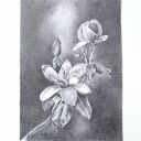 Oryginalny rysunek magnolii A4 w grafitach - martwa natura