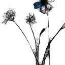 Grafika z ramą - nr 124 - chabry