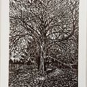 Linoryt "Orzech włoski" grafika, obrazek