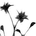 Grafika z ramą - nr 125 - chabry