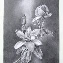 magnolia oryginalny rysunek A4