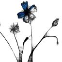 Grafika z ramą - nr 124 - chabry