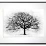 w ramie drzewo 40x30 - czarno białe grafika z drzewem