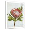 zielone różowy kwiae wydruk obraz drukowany na płótnie protea - duży format botanika