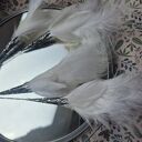 Klipsy długie białe pióra mogą być ślubne bardzo stylowe polecam zwracają uwagę duże leciutkie cudne