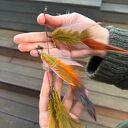 Klipsy długie pióra kolorowe bardzo stylowe polecam zwracają uwagę duże leciutkie cudne Box X1