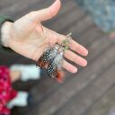 Klipsy pióra kolorowe bardzo stylowe zwracają uwagę duże leciutkie cudne Box