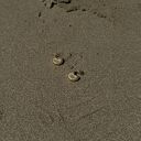 Złote kolczyki muszle