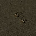 Złote kolczyki muszle