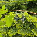 Kolczyki Koraliki Czarne Oliwki Koral