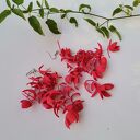 Kolczyki kwiaty duze i lekkie