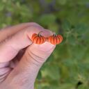 Pomarańczowe dynie - kolczyki wkrętki handmade na jesień i Halloween