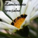 Kolczyki miedziane koła