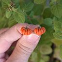 Pomarańczowe dynie - kolczyki wkrętki handmade na jesień i Halloween