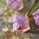 Zestaw naszyjnik i kolczyki z hortensją