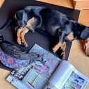Nerka BEBOKI „Rozeta witraż” - miniportfel gratis