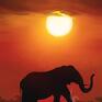 Obraz - Afryka 2 płótno, słońca - zachód