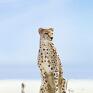 Obraz - Gepard - wydruk na płótnie afrykański