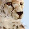 Obraz - Gepard - wydruk na płótnie afryka