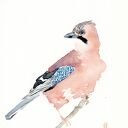 Oryginalna akwarela. Sójka