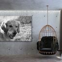 Obraz Labrador na płótnie - pies o uroczym spojrzeniu