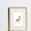 Oryginalna akwarela. Sójka