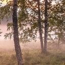 Obraz las brzozowy - mgła i wschód słońca na płótnie 120x80
