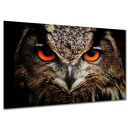 Obraz na ścianę biuro plakat SOWA 2 makro Oczy zbliżenie 120x80