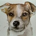 Pies Jack Russell