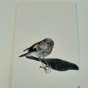 Wróbel - akwarela ręcznie malowana (ptaki) 10 x 15 cm