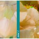 Obraz do salonu drukowany na płótnie z kwiatami, żółte kwiaty piwonii 147x60cm 03108