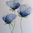 Niebieskie maki - akwarela 24x18 cm, sygnowana (Paulina Lebida) - bez ramy