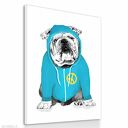 Obraz na płotnie - 60x80cm BULDOG Z PACYFKĄ 0262 wysyłka w 24h