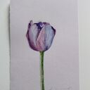 Tulipan - akwarela botaniczna (15 x 22,5 cm)