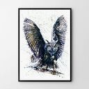 Plakat obraz sowa 50x70 cm B2