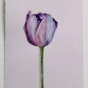 Tulipan. Akwarela