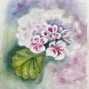Akwarela Pelargonia - botaniczny obraz w akwareli