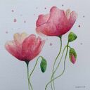 Maki - ręcznie malowana akwarela 20 x 20 cm