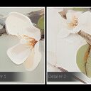 Obraz do salonu - GAŁĄŹ Z BIAŁYMI KWIATAMI DELIKATNY MOTYW - 70x50 cm (104001)