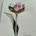 Piwonia. Akwarela botaniczna