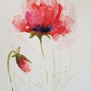 Maki - akwarela na papierze 25x18 cm (sygnowana)