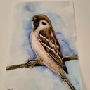 Wróbel - akwarela z ptakami na papierze 300 g (10,5 x 15 cm)