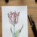 Akwarela Tulipan - minimalizm i botanika (A4)
