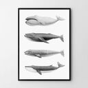 Plakat obraz walne zgromadzenie 50x70 cm B2